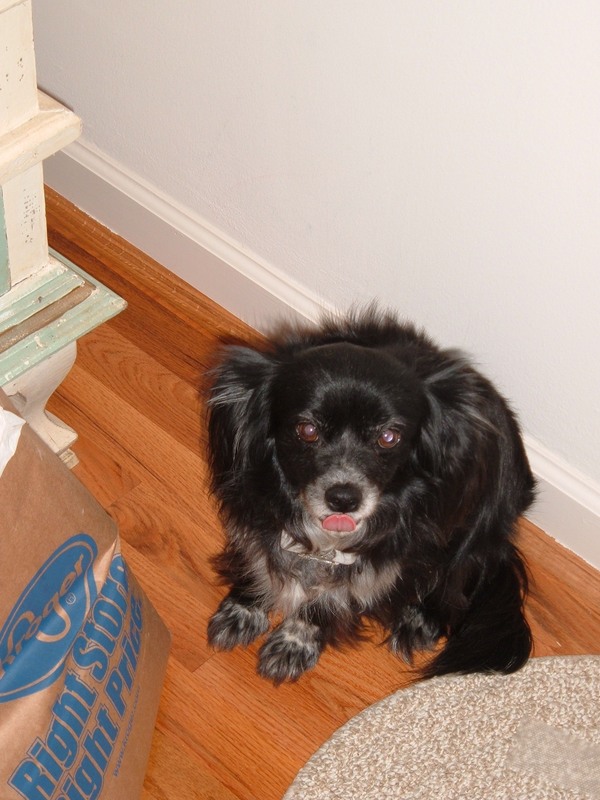 A candid indoor photograph of Lucky, a black and white Chihuahua mix, with her pink tongue slightly visible, sitting near a paper grocery bag on a hardwood floor next to the rug.<br />
