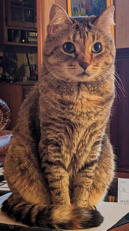 A close-up photograph of our brown tabby cat, Bobby, sitting upright on some paper on our table. The warm, natural light highlights her alert, bright green eyes and striped fur as her tail wraps around her paws.