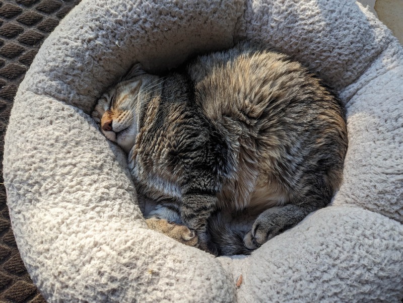 A photo of Bobby, our brown tabby cat, curled tightly in a plush cream-colored cat bed. She's completely asleep with her head nestled softly into the edge of the round bed. Sunlight streams in, showing off her brown, black, white, and golden fur.