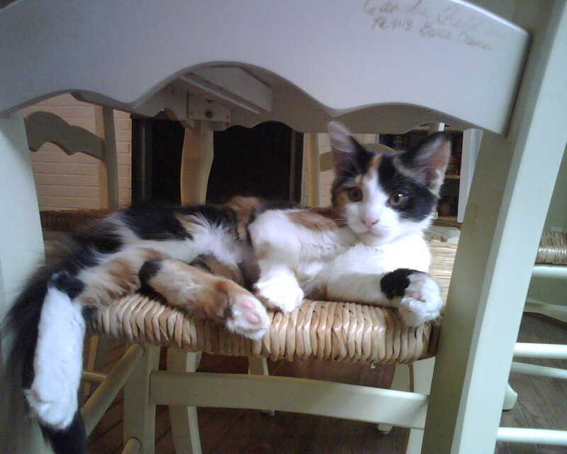 A close-up photograph of kitten Abby, a calico long-haired cat, lying on her side on our woven diving room chair. She has a curious expression as natural light pours in on her.<br />
