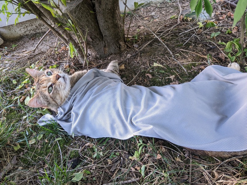 A photograph of Bobby, our brown tabby cat, lying on the ground beneath a small tree. She is covered in a cooling blanket and looking up at the camera with her bright green eyes. She's surrounded by grass and green moss, while natural sunlight filters through the tree's branches onto her.