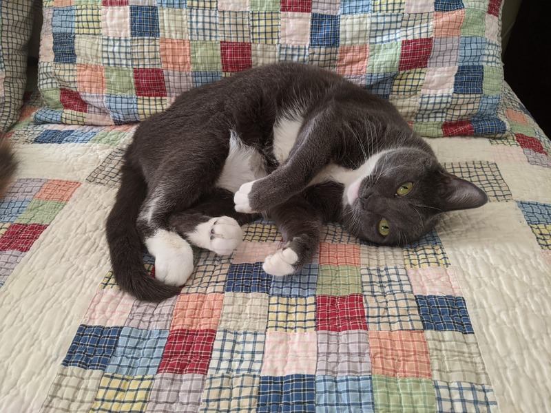 A photograph of Baby, our blue tuxedo cat, lying on her side on the colorful patchwork blanket on our bed. She's comfortably positioned with her paws curled and head slightly tilted, looking towards the camera with her bright green eyes.