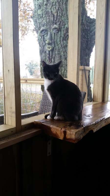 A photograph of Baby, a blue tuxedo cat, sitting on a polished wooden ledge at our home in Trenton, Georgia. Behind her is a large tree with a whimsical face decoration.<br />
