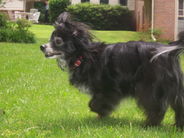A photograph of Lucky, a black and white Chihuahua mix, frolicking in our grassy backyard in Atlanta, Georgia on a sunny day. The background includes my neighbor's brick home and outdoor patio furniture, evoking a nostalgic suburban atmosphere.<br />
<br />
