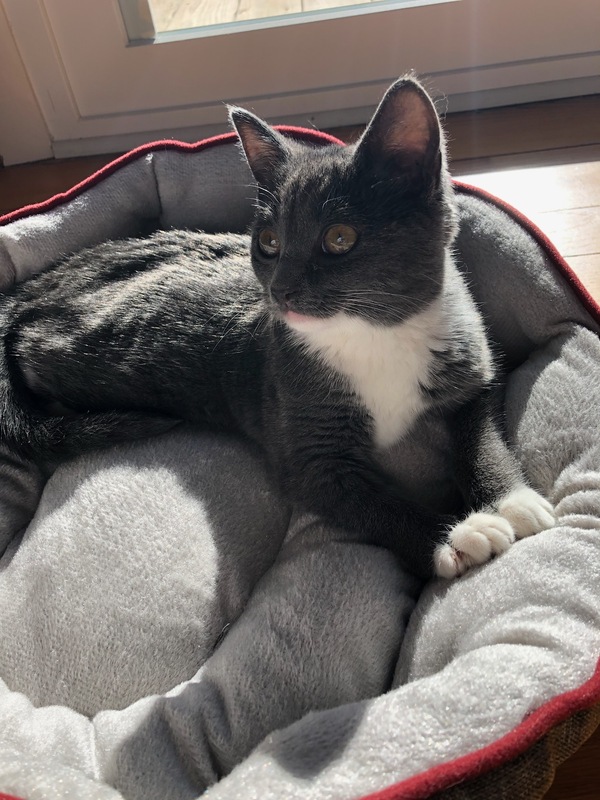 A photograph of Baby as a kitten, resting in her plush gray pet bed beside a sunlight window, with the sunlight hitting her, providing natural lighting.
