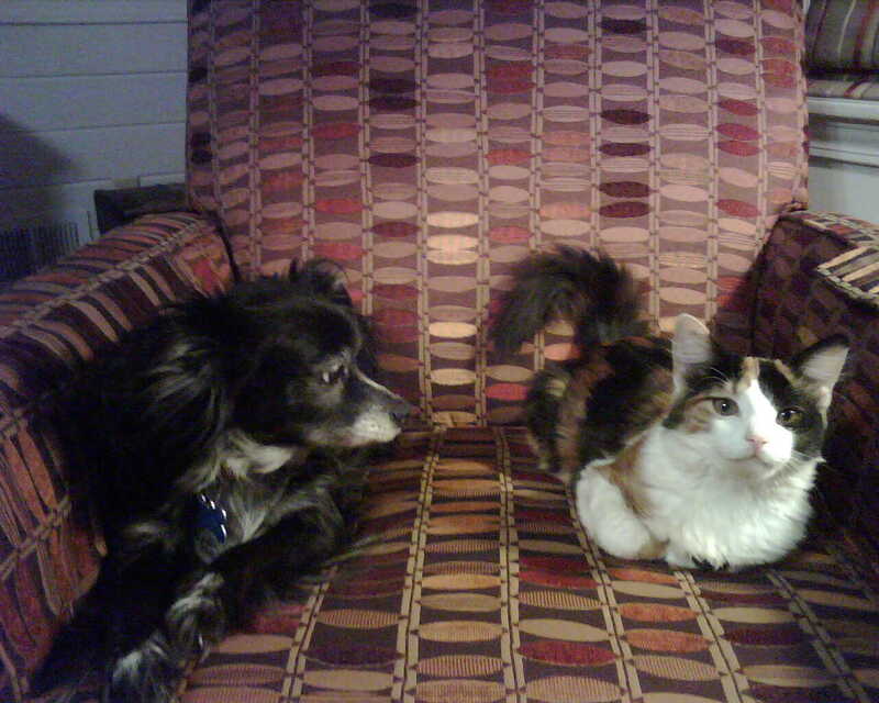 A photograph of Lucky, a Chihuahua mix, and our kitten Abby, a calico longhair cat, on a pattered recliner. This image shows a moment of companionship between our family pets<br />

