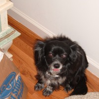 A candid indoor photograph of Lucky, a black and white Chihuahua mix, with her pink tongue slightly visible, sitting near a paper grocery bag on a hardwood floor next to the rug.<br />
