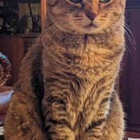 A close-up photograph of our brown tabby cat, Bobby, sitting upright on some paper on our table. The warm, natural light highlights her alert, bright green eyes and striped fur as her tail wraps around her paws.