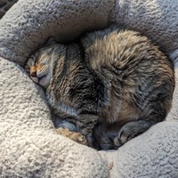 A photo of Bobby, our brown tabby cat, curled tightly in a plush cream-colored cat bed. She's completely asleep with her head nestled softly into the edge of the round bed. Sunlight streams in, showing off her brown, black, white, and golden fur.