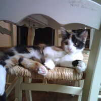 A close-up photograph of kitten Abby, a calico long-haired cat, lying on her side on our woven diving room chair. She has a curious expression as natural light pours in on her.<br />
