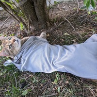 A photograph of Bobby, our brown tabby cat, lying on the ground beneath a small tree. She is covered in a cooling blanket and looking up at the camera with her bright green eyes. She's surrounded by grass and green moss, while natural sunlight filters through the tree's branches onto her.