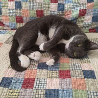 A photograph of Baby, our blue tuxedo cat, lying on her side on the colorful patchwork blanket on our bed. She's comfortably positioned with her paws curled and head slightly tilted, looking towards the camera with her bright green eyes.