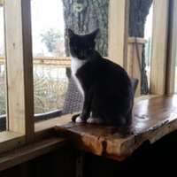 A photograph of Baby, a blue tuxedo cat, sitting on a polished wooden ledge at our home in Trenton, Georgia. Behind her is a large tree with a whimsical face decoration.<br />

