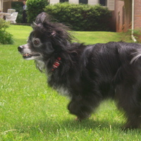 A photograph of Lucky, a black and white Chihuahua mix, frolicking in our grassy backyard in Atlanta, Georgia on a sunny day. The background includes my neighbor's brick home and outdoor patio furniture, evoking a nostalgic suburban atmosphere.<br />
<br />
