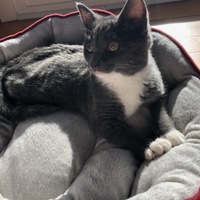 A photograph of Baby as a kitten, resting in her plush gray pet bed beside a sunlight window, with the sunlight hitting her, providing natural lighting.