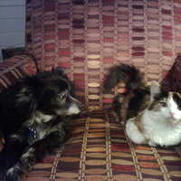 A photograph of Lucky, a Chihuahua mix, and our kitten Abby, a calico longhair cat, on a pattered recliner. This image shows a moment of companionship between our family pets<br />
